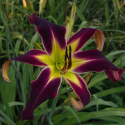 Heavenly Midnight Snack Daylily